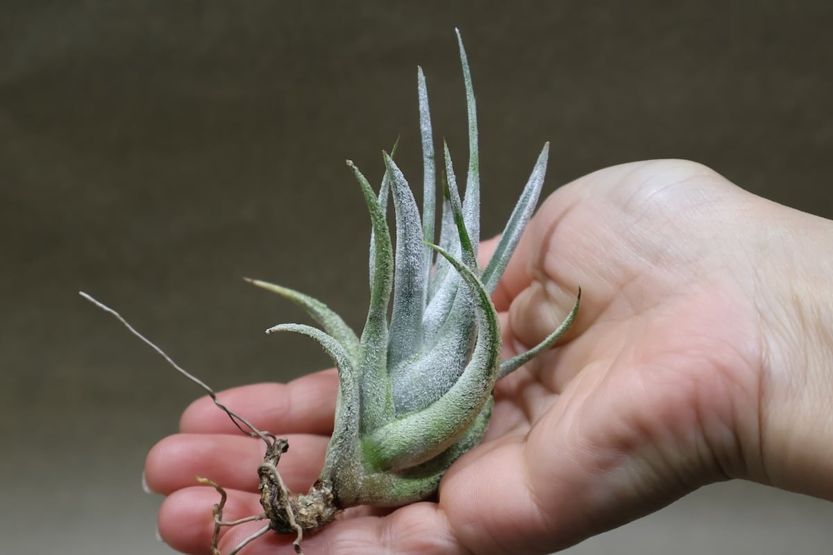 ミトラエンシス 09号 | air-plants TENGU-DO