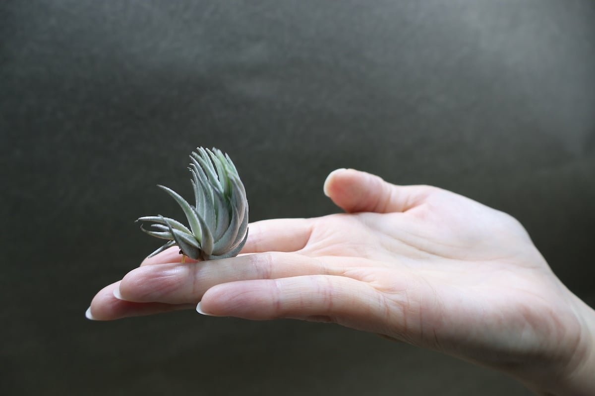 ピアウイエンシス 06号 | air-plants TENGU-DO