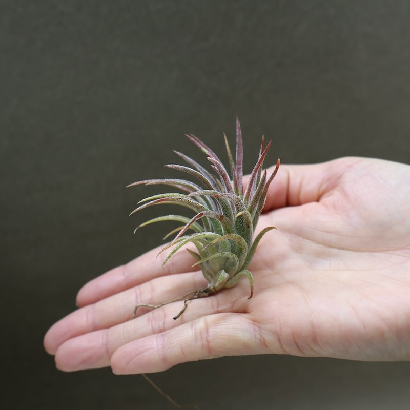 イオナンタ トールベルベット 03号 | air-plants TENGU-DO