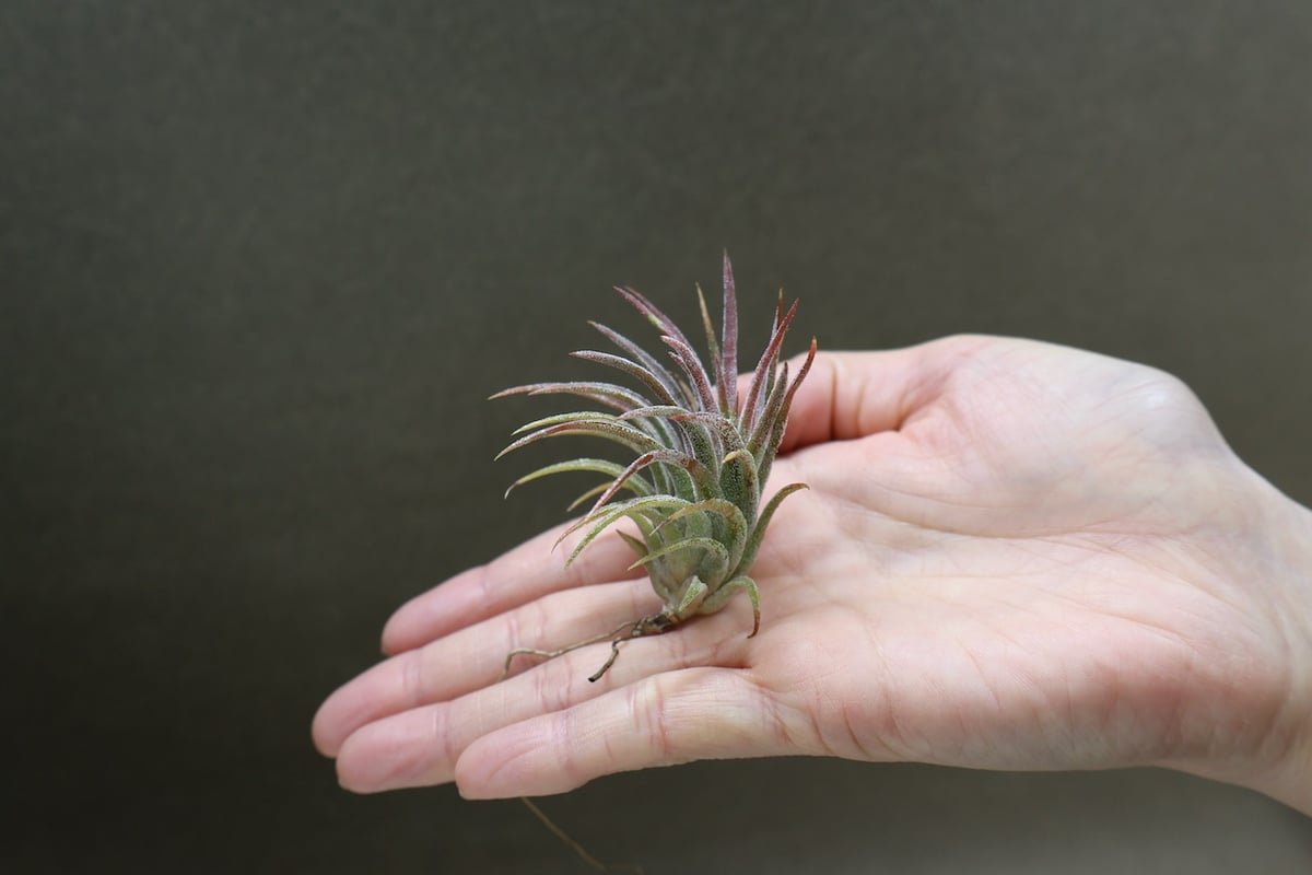 イオナンタ トールベルベット 03号 | air-plants TENGU-DO
