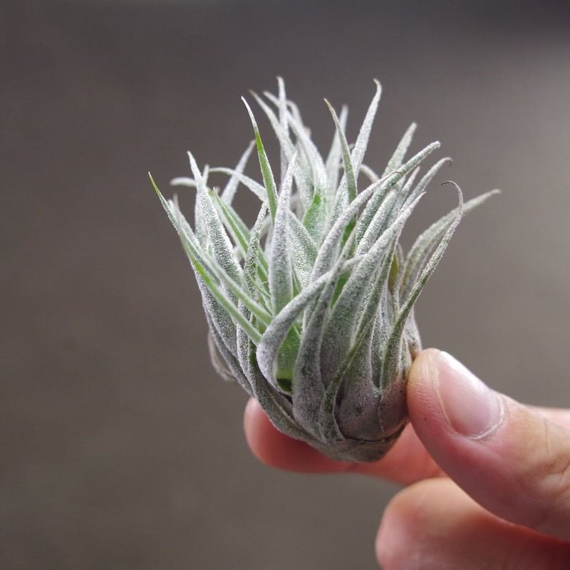 スプレンゲリアナ Lサイズ 02号 | air-plants TENGU-DO