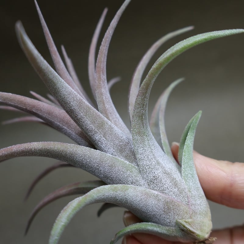 リオホンドエンシス × イオナンタ 12号 | air-plants TENGU-DO
