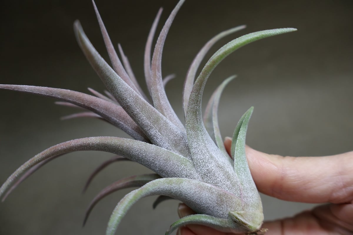 リオホンドエンシス × イオナンタ 12号 | air-plants TENGU-DO