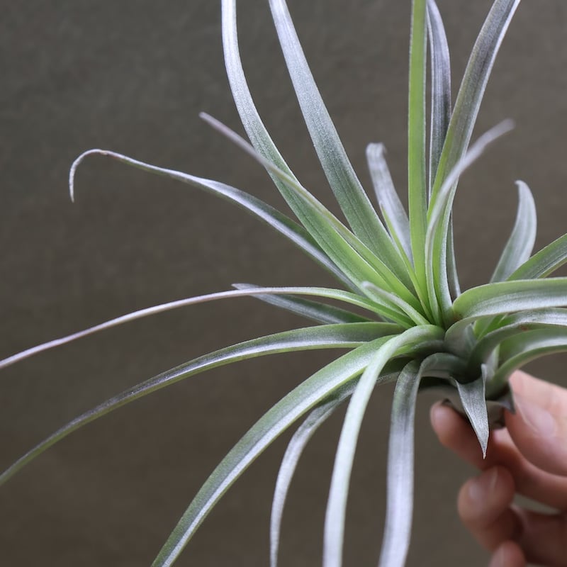 超希少❗️交配種❗️チランジア　ヘザーズブラッシュ （ブラキカウロス×エクセルタ）✨ ヘザーズブラッシュ（ ブラキカウロス × エクセルタ ）25号