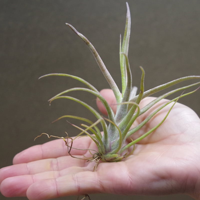 チランジア　REX ティムズツイスター × レックス 02号 | air-plants TENGU-DO