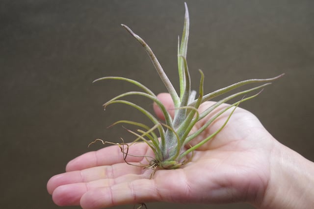 ティムズツイスター × レックス 02号 | air-plants TENGU-DO