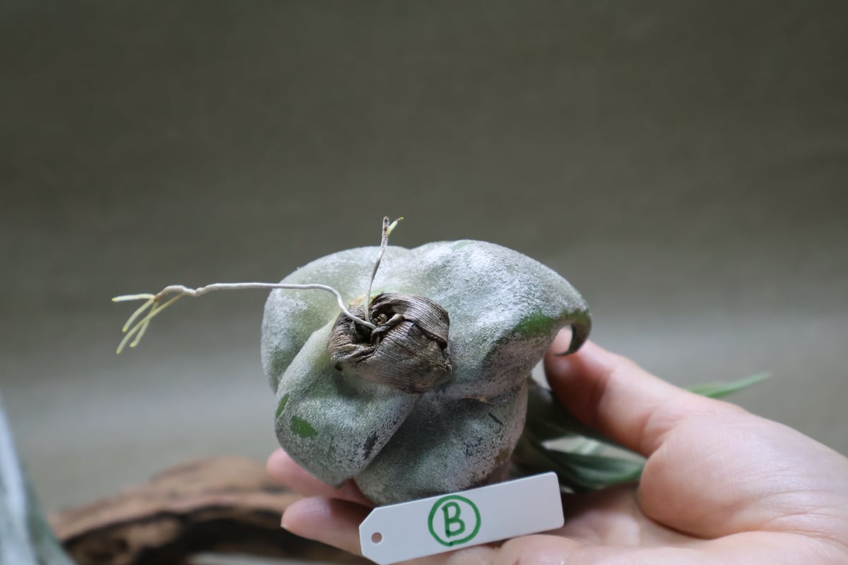 セレリアナ M size | air-plants TENGU-DO