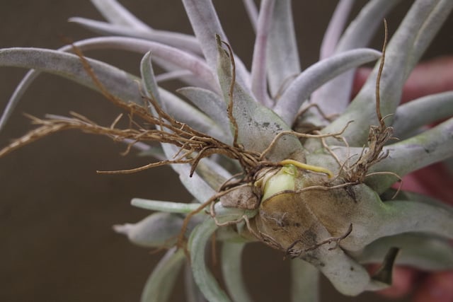 チアペンシス Lサイズ 09号 | air-plants TENGU-DO