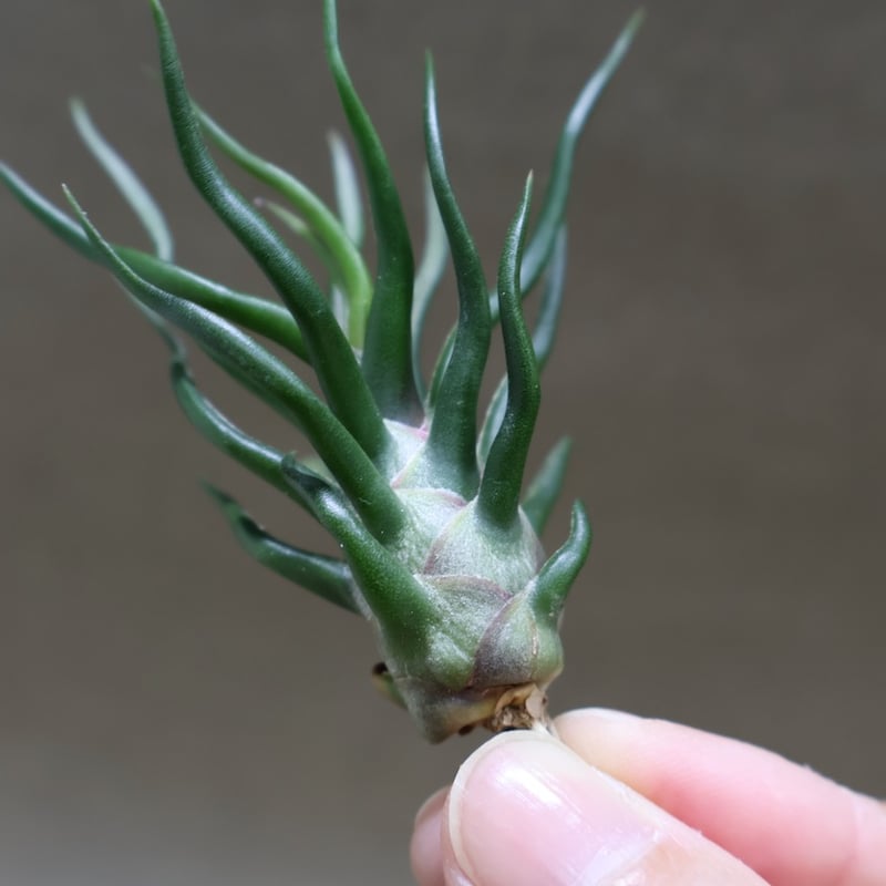 ブルボーサ タイニーダンサー | air-plants TENGU-DO