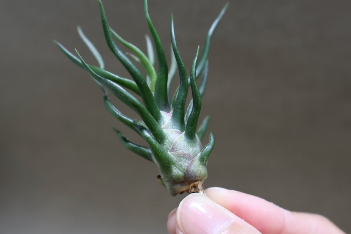 ブルボーサ タイニーダンサー | air-plants TENGU-DO