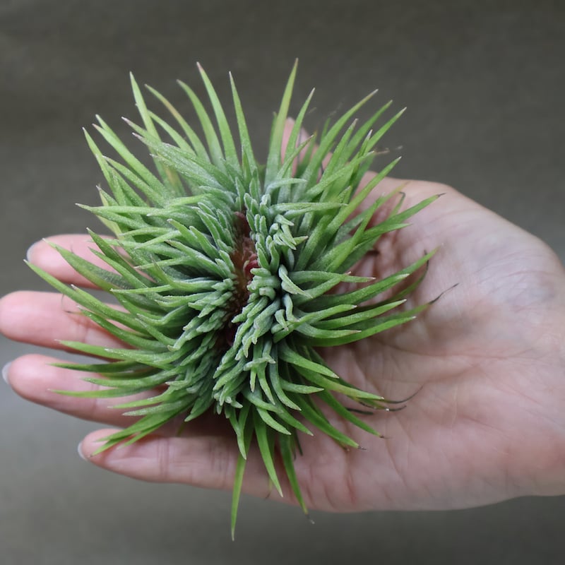 イオナンタ モンストローサ 07号 | air-plants TENGU-DO