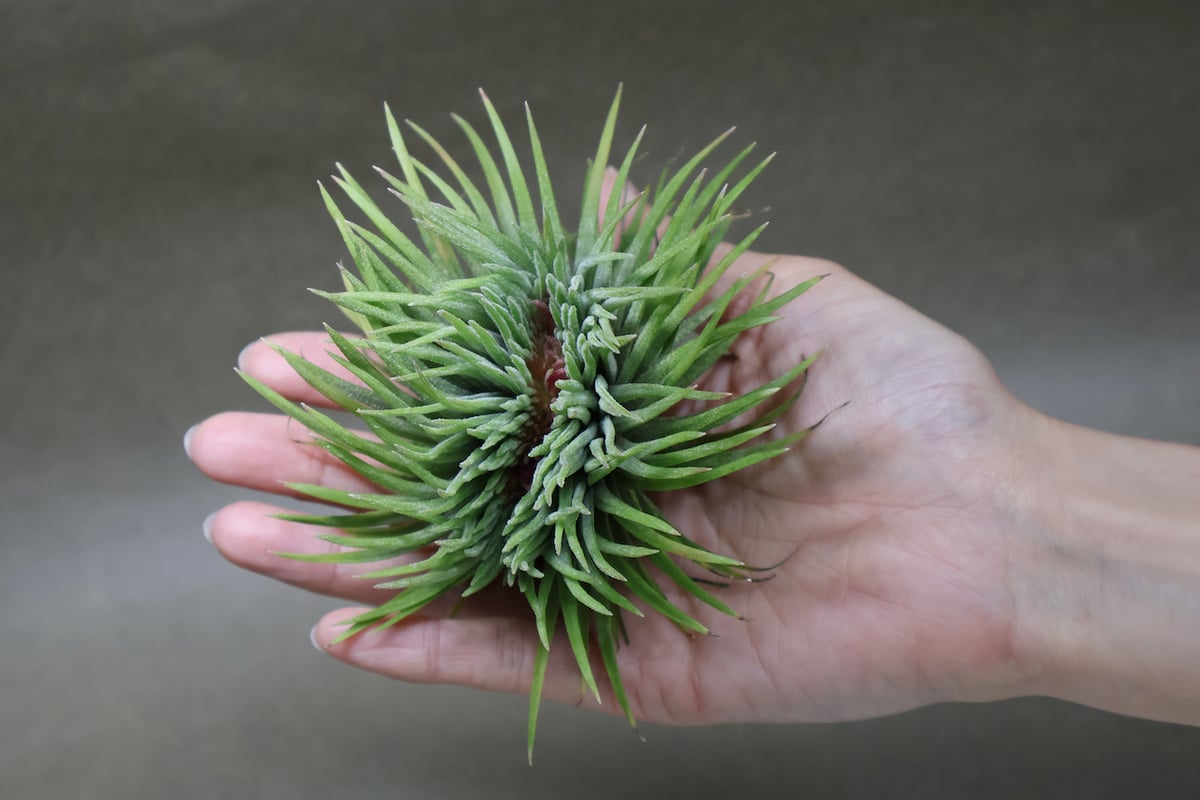 チランジア イオナンタ モンストローズ （コンク付のまま） チランジア ／ イオナンタ モンストローズ (T.ionantha