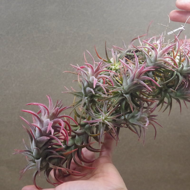 イオナンタ バンハイニンギー クランプ 08号 | air-plants TENGU-DO