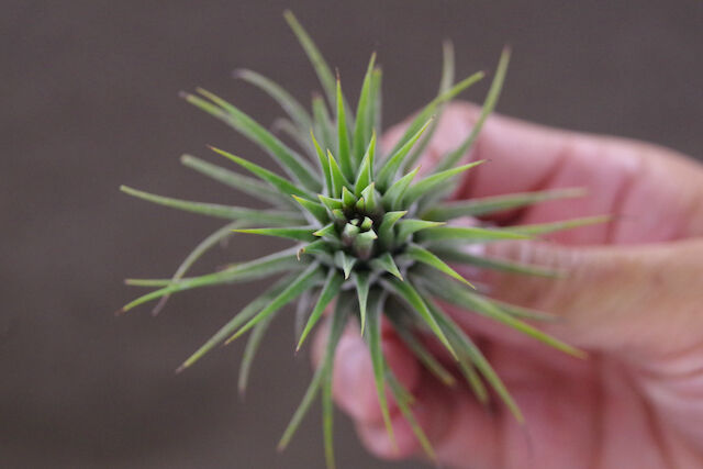 まぁ様確認用】イオナンタ ストリクタ