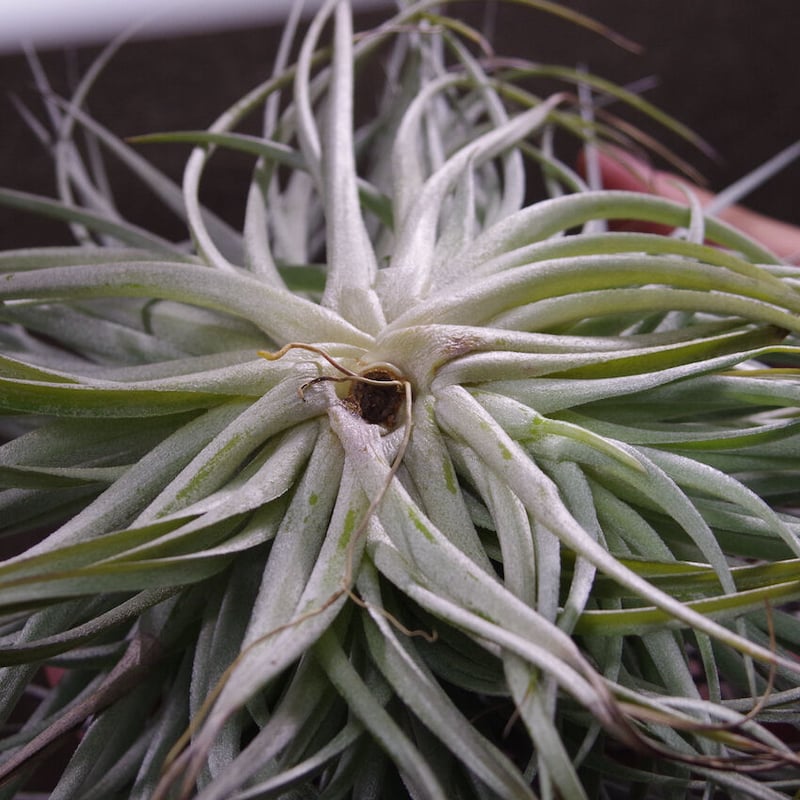 ストリクタ ステアリング クランプ 01号 | air-plants TENGU-DO