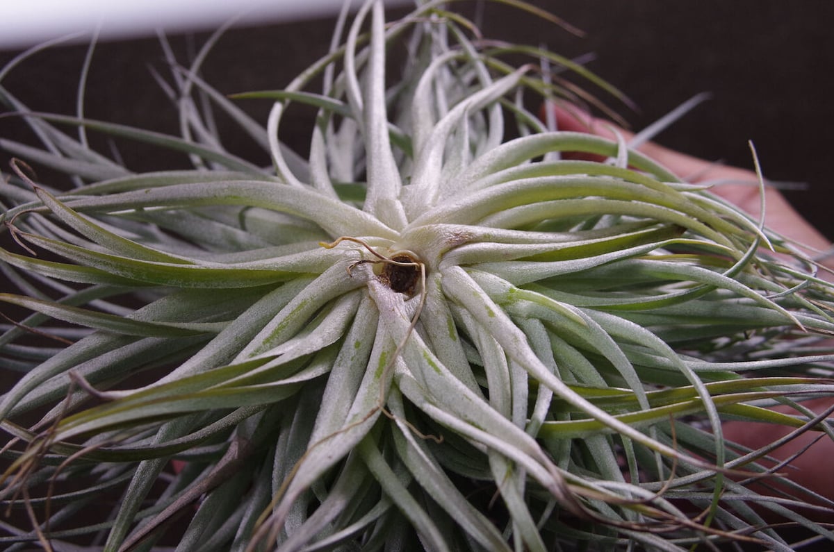 ストリクタ ステアリング クランプ 01号 | air-plants TENGU-DO