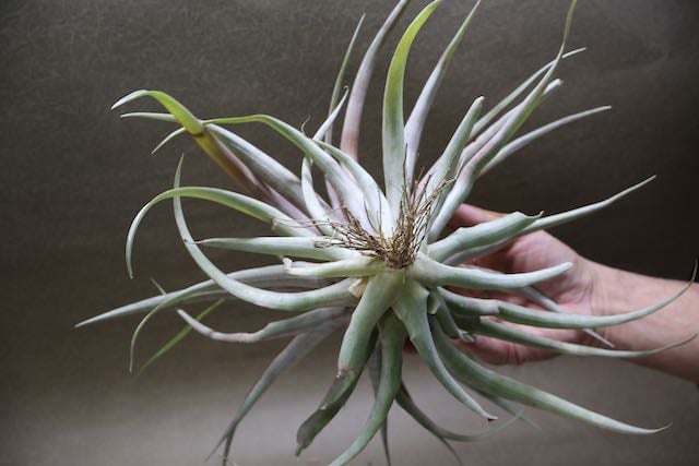 カピタータ レッド Lサイズ 02号 | air-plants TENGU-DO