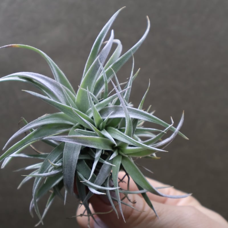 チアペンシス クランプ 32号 | air-plants TENGU-DO