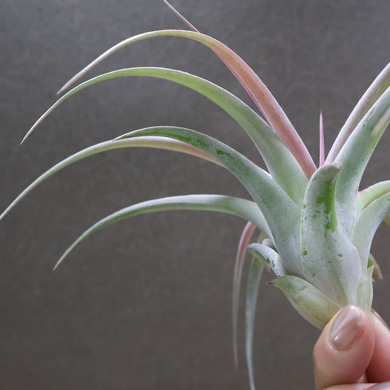 キセログラフィカ × イオナンタバンハイニンギー 04号 | air-plants