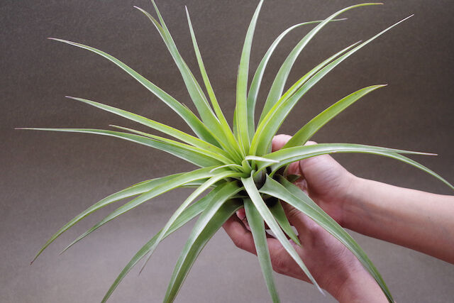 ファシクラータ × ストレプトフィラ 01号 | air-plants TENGU-DO