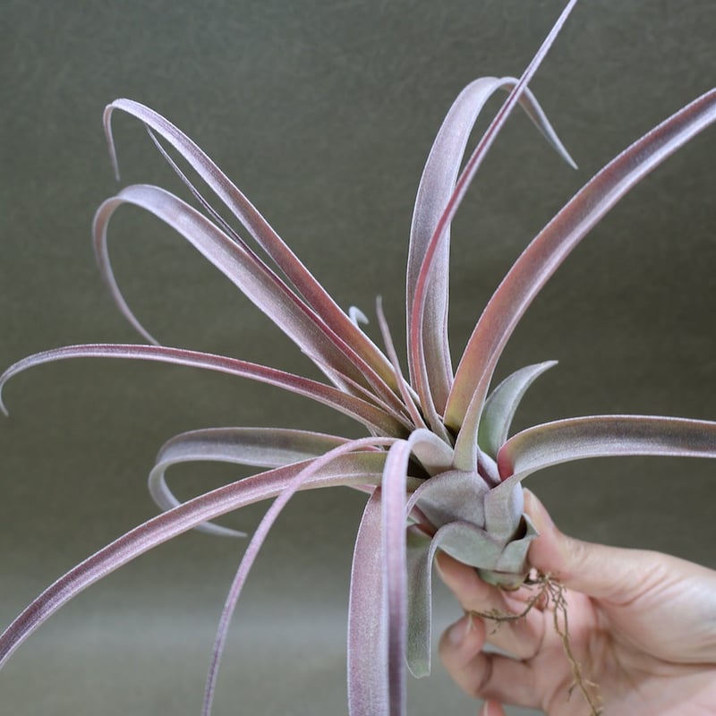 ストレプトフィラ×キセログラフィカ 12号 | air-plants TENGU-DO