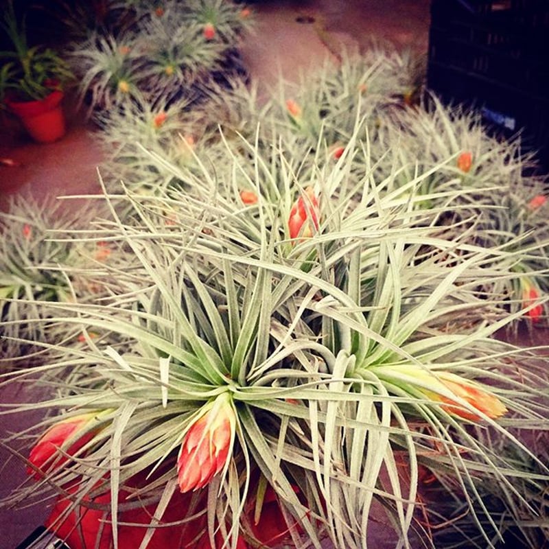コットンキャンディ クランプ 花芽付き株 30号 | air-plants TENGU-DO