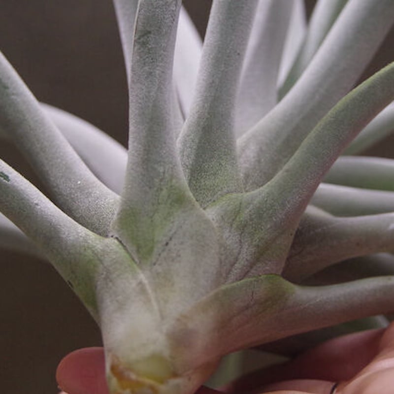 ハリシー XLサイズ 6号 | air-plants TENGU-DO