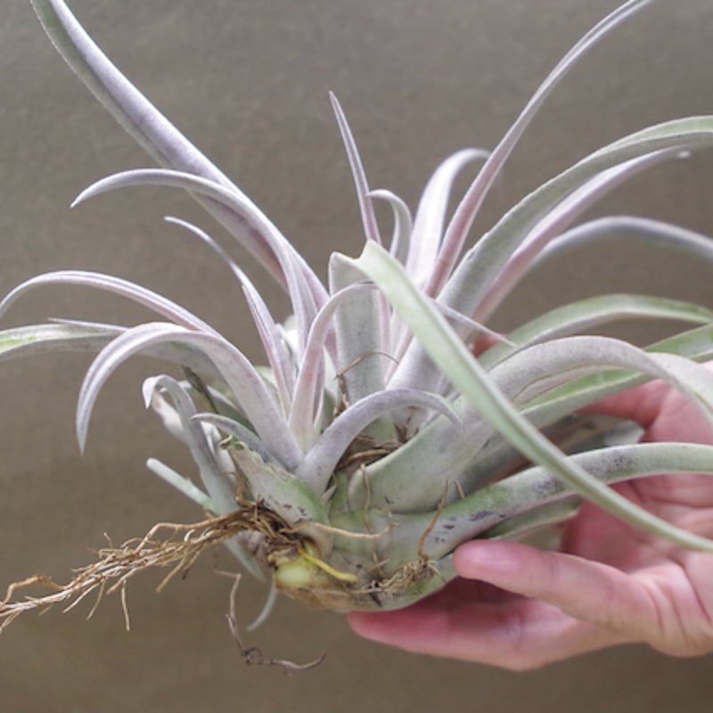 チアペンシス Lサイズ 09号 | air-plants TENGU-DO