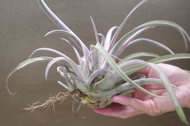 チランジア カルソニアエ × チアペンシス チランジア・チアペンシス Tillandsia chiapensis 育て方 図鑑