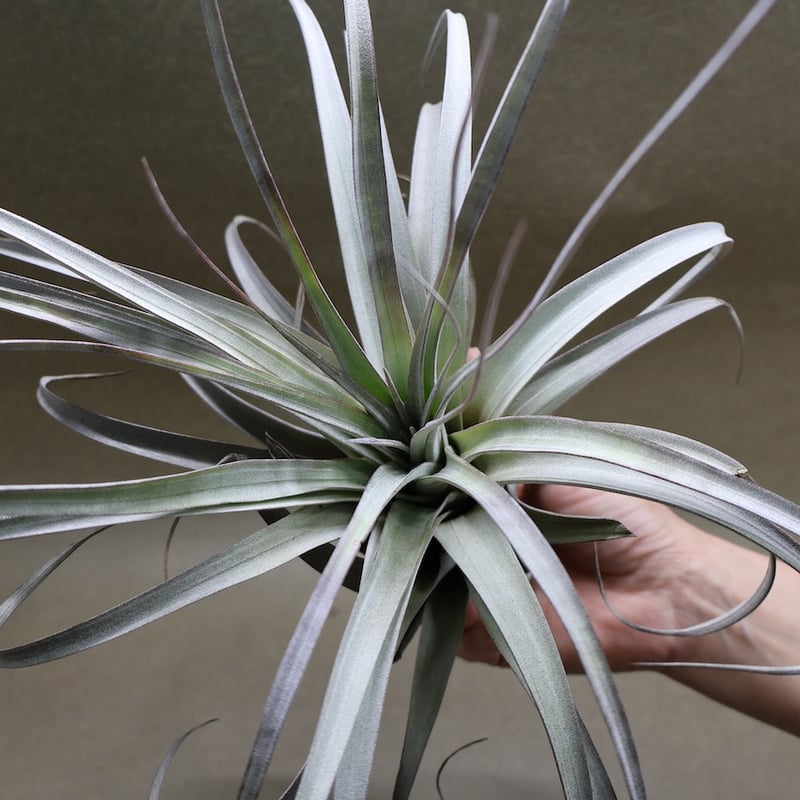 サカパネンシス 18号 | air-plants TENGU-DO