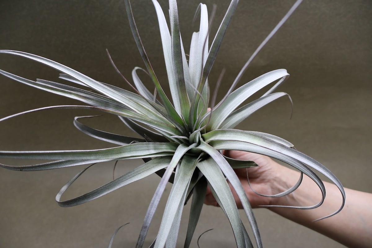 サカパネンシス 18号 | air-plants TENGU-DO