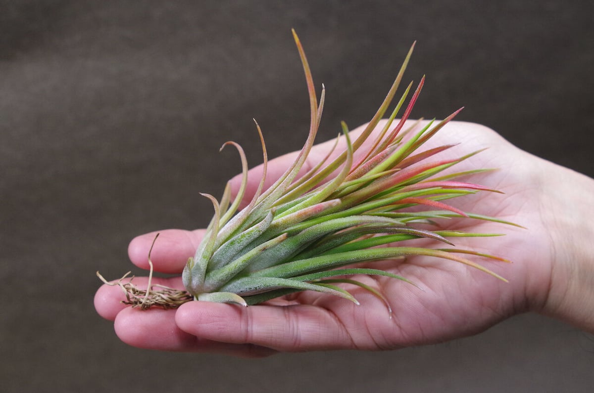 イオナンタ ビッグボーイ 06号 | air-plants TENGU-DO