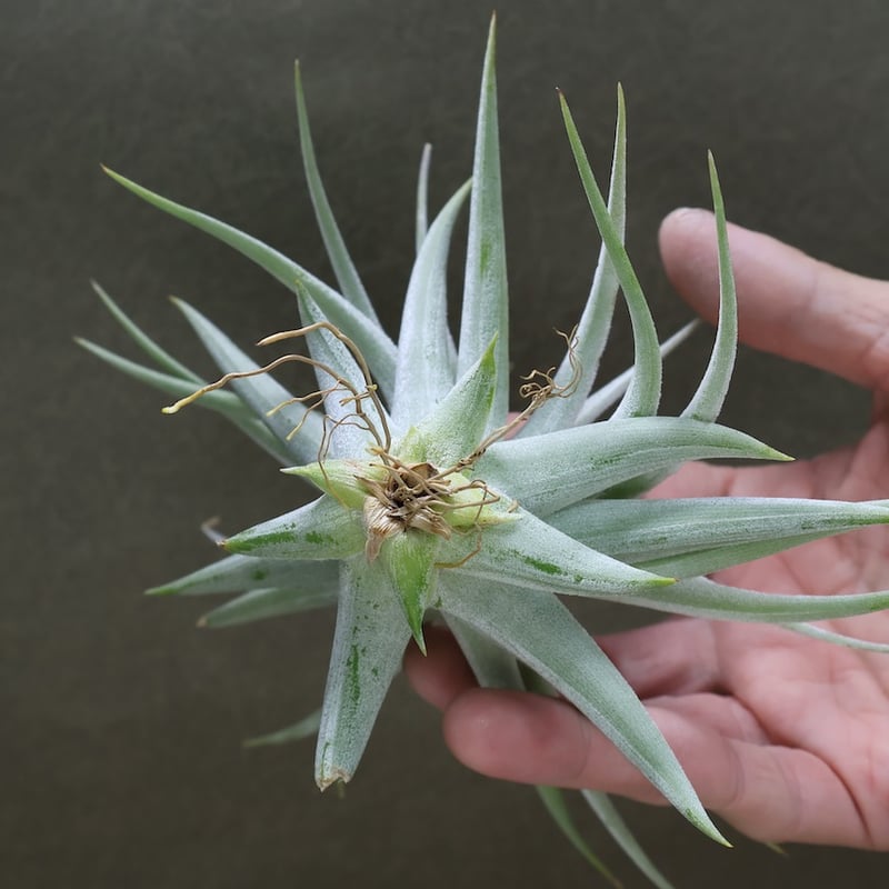 ディディスティカ 17号 | air-plants TENGU-DO
