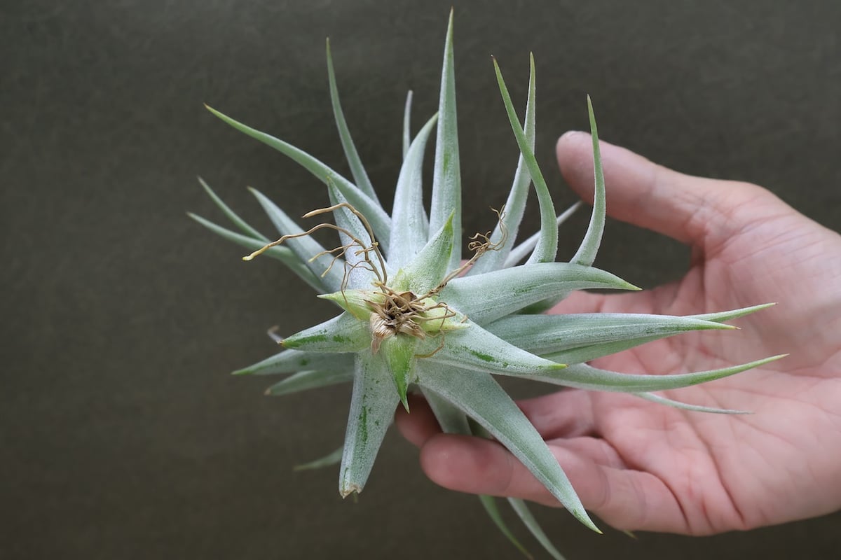 ディディスティカ 17号 | air-plants TENGU-DO