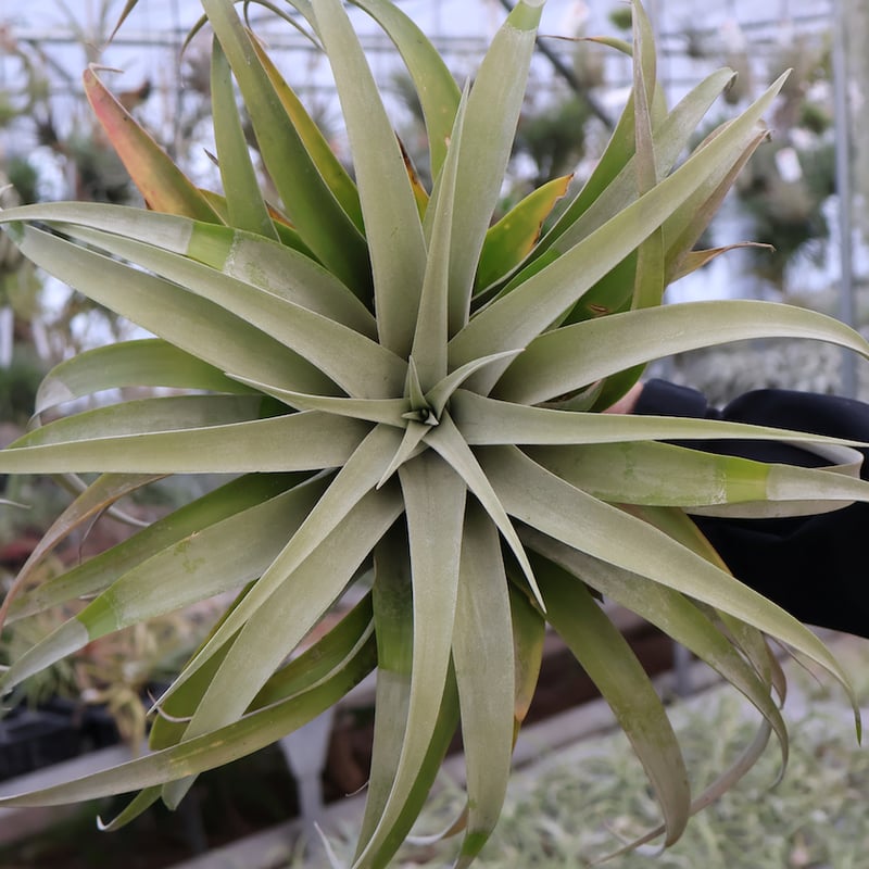 カピタータ シルバーローズ XLサイズ 17号 | air-plants TENGU-DO