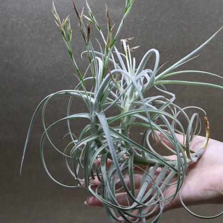 CATEGORY 品種名：U/V/W/X/Y/Z | air-plants TENGU-DO