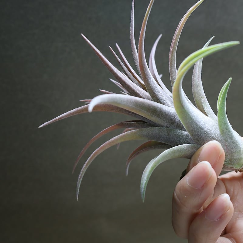 リオホンドエンシス × イオナンタ 12号 | air-plants TENGU-DO