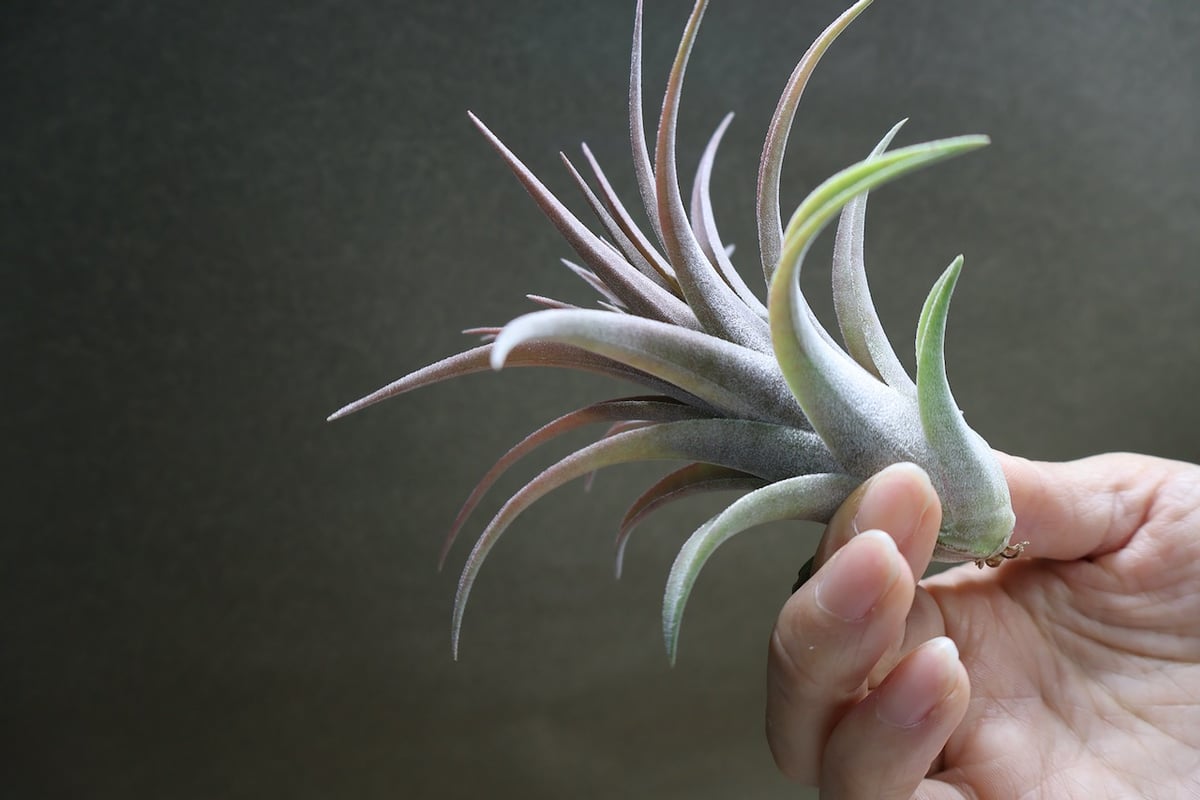 リオホンドエンシス × イオナンタ 12号 | air-plants TENGU-DO