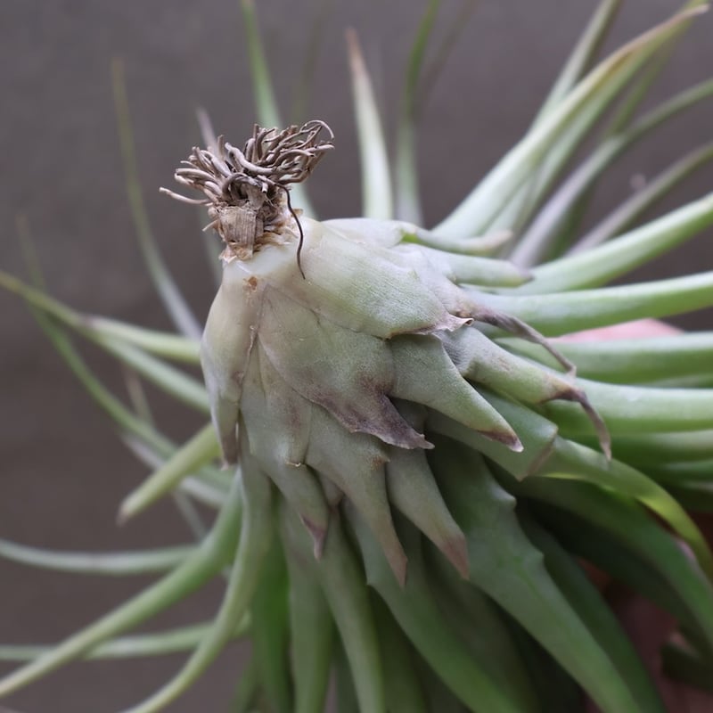 ブラキカウロス シュプリーム 08号 | air-plants TENGU-DO