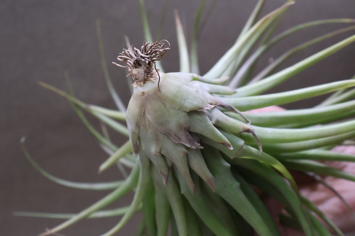 ブラキカウロス シュプリーム 08号 | air-plants TENGU-DO