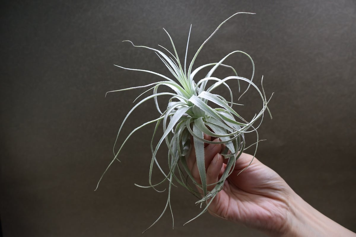 チャペウエンシス 07号 | air-plants TENGU-DO
