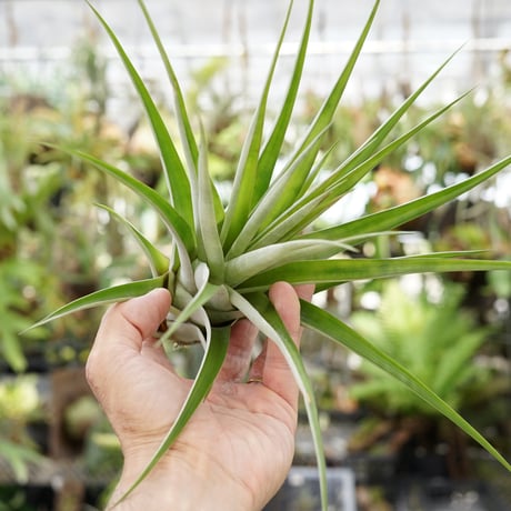 CATEGORY 品種名：I/J/K/L | air-plants TENGU-DO