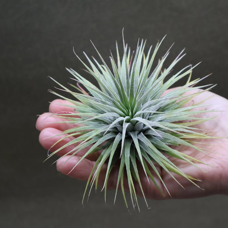 t*k様 イオナンタ スノーボール イオナンタ スノーボール 01号 | air-plants TENGU-DO