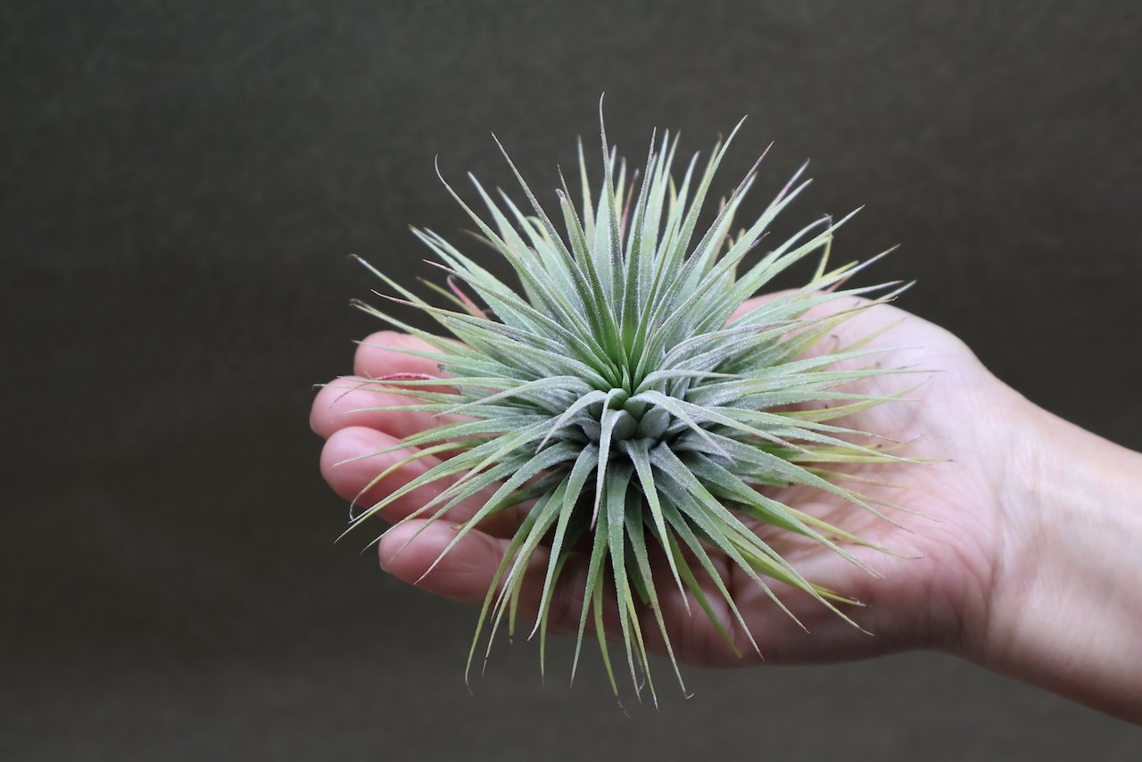 イオナンタ スノーボール 01号 | air-plants TENGU-DO