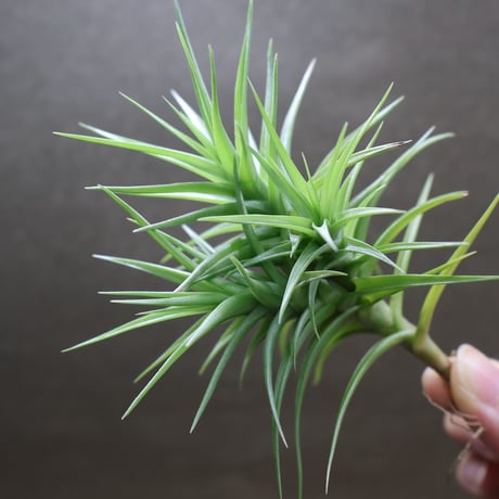 CATEGORY エアープランツ（ティランジア） | air-plants TENGU-DO