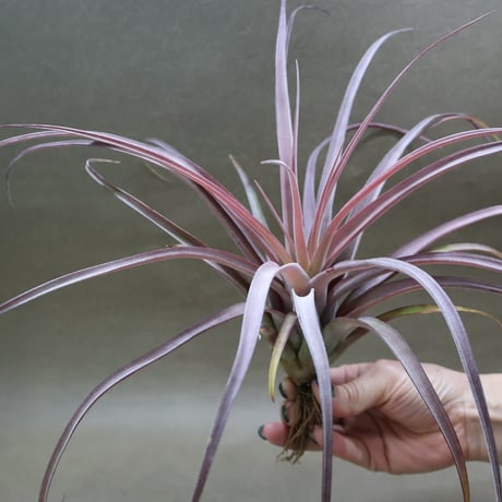 CATEGORY 品種名：Q/R/S/T | air-plants TENGU-DO