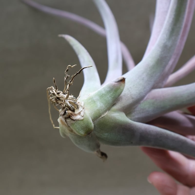 カピタータ×ストレプトフィラ Mサイズ 16号 | air-plants TENGU-DO