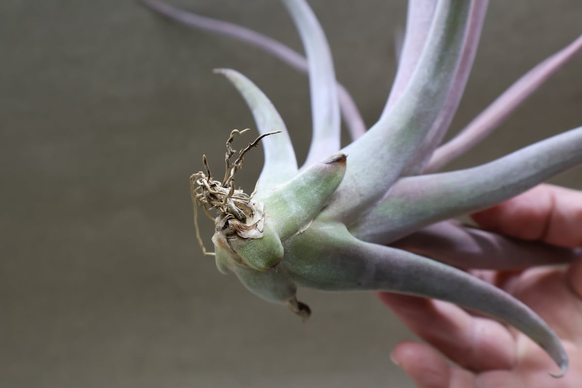 カピタータ×ストレプトフィラ Mサイズ 16号 | air-plants TENGU-DO