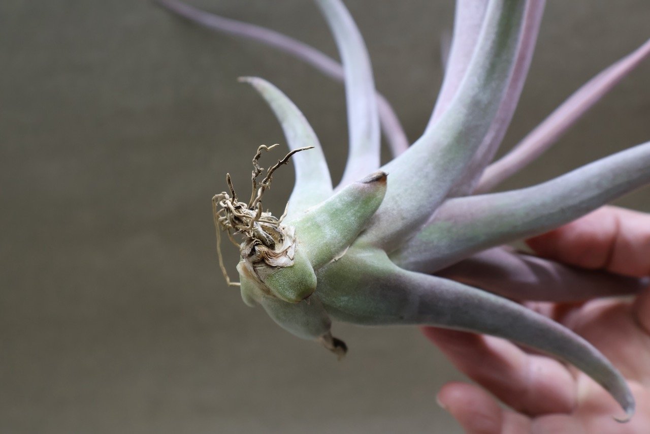 カピタータ×ストレプトフィラ Mサイズ 16号 | air-plants TENGU-DO