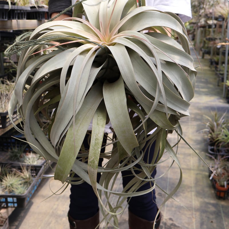 キセログラフィカ 特大2XLサイズ 05号 | air-plants TENGU-DO